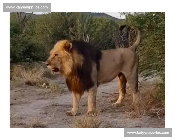 南非雄狮碾压野蛮人队，友谊赛狂揽 35 分创纪录